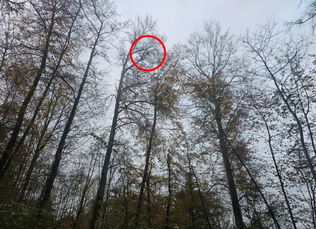 Velutina Nest