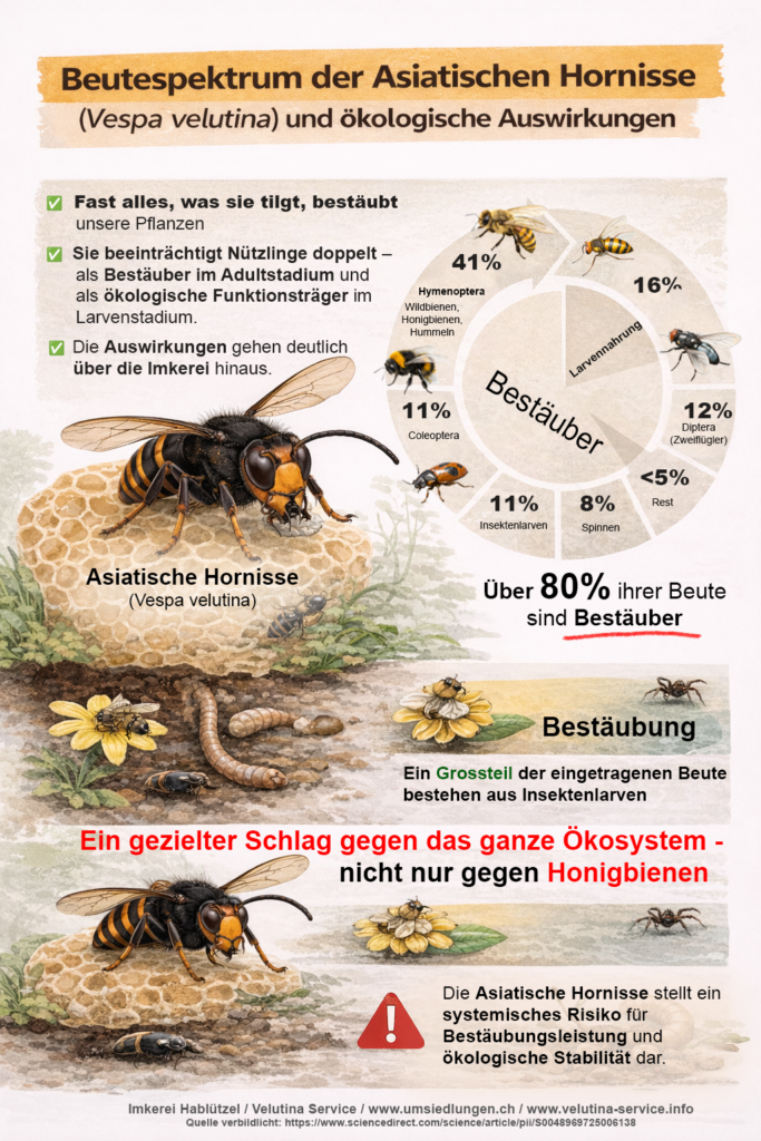 vespa velutina asiatische Hornisse nester finden asiatische hornisse was tun